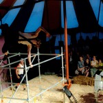 Cirkusbilder senare-71